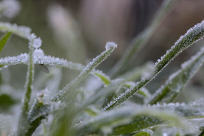 Close-up of frozen plant