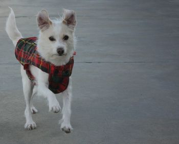 Portrait of dog standing outdoors