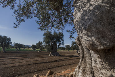 Trees on field against sky