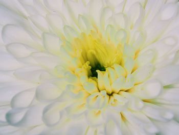 Macro shot of white flower