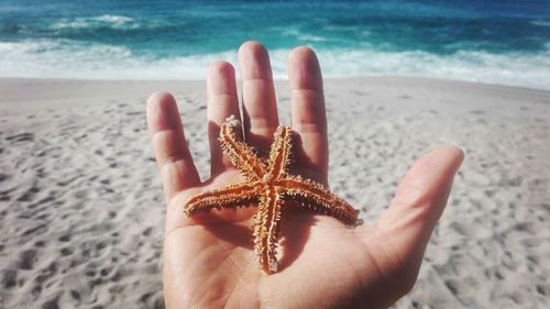 Cropped hand holding dead starfish on sandy beach during sunny day