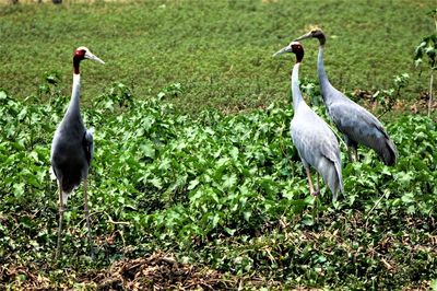 Ducks on a field