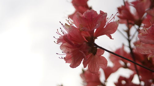 Close-up of red cherry blossom