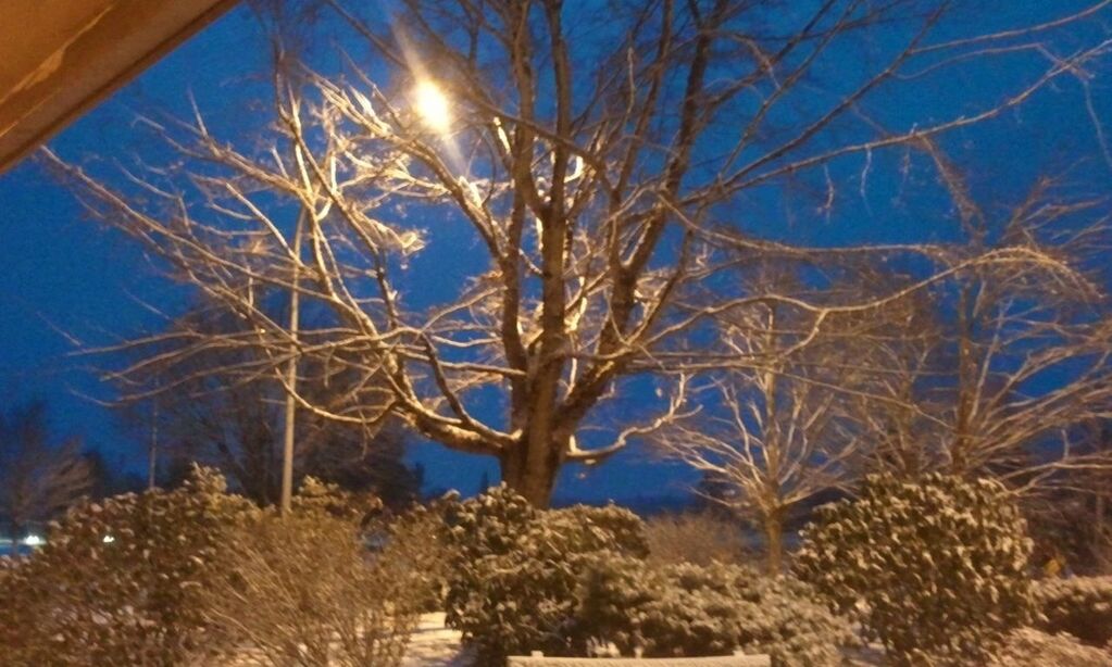 low angle view, bare tree, night, branch, tree, clear sky, illuminated, growth, nature, winter, cold temperature, snow, sky, built structure, outdoors, blue, moon, plant, no people, building exterior