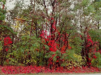 Red flowering trees in forest during autumn