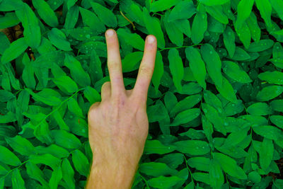 Cropped hand of man gesturing over plants outdoors