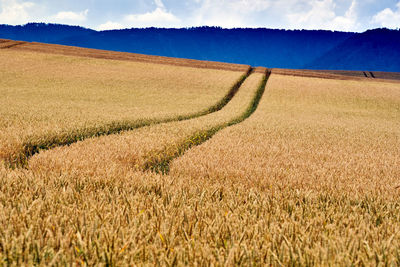 Scenic view of agricultural field against sky