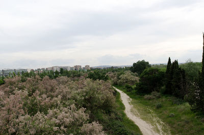 Road amidst trees and buildings against sky