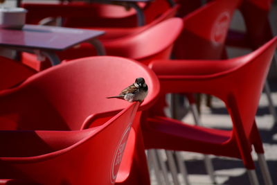 Close-up of insect on red outdoors