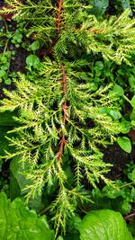 High angle view of plant growing on field