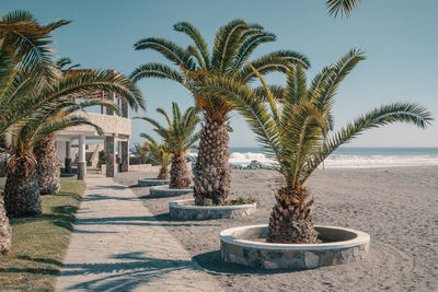 Palm trees by sea against sky