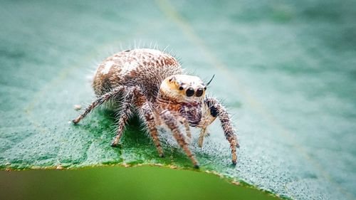 Close-up of spider