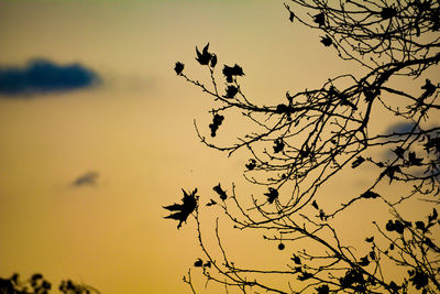 Low angle view of silhouette tree against sky during sunset