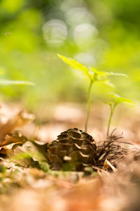 Close-up of fresh green plant