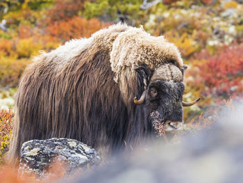 Musk ox in autumn landscape