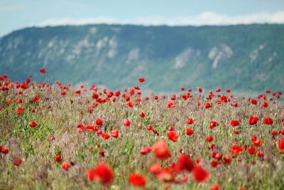 Close-up of red poppy flowers on field