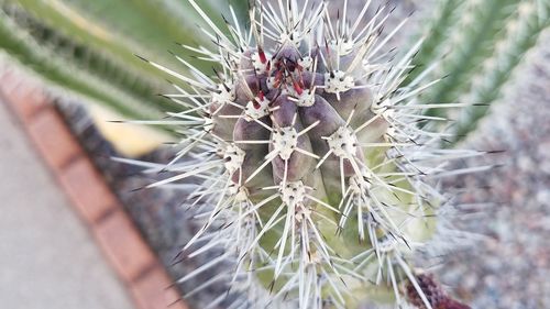 Close-up of cactus plant