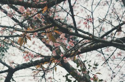 Low angle view of cherry blossoms in spring