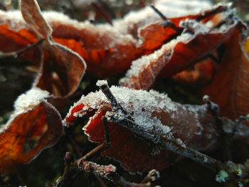 Close-up of frozen tree during winter