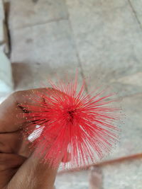 Close-up of hand holding red flower