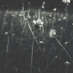 Close-up of flowers blooming outdoors