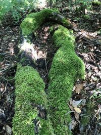 High angle view of moss growing on field