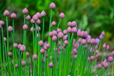 Close-up of purple flowering plants on field