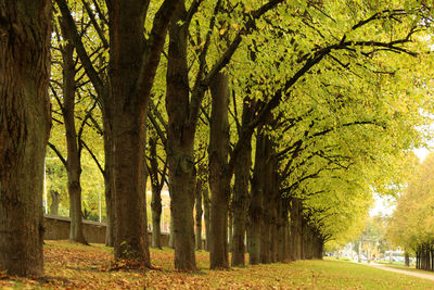 Trees in park during autumn