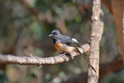Close-up of bird perching on branch
