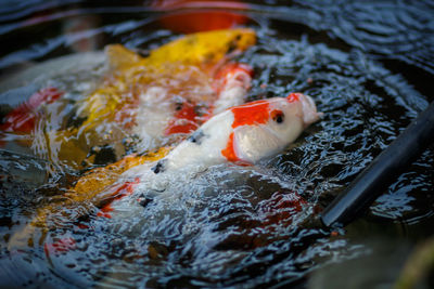 Close-up of koi carps swimming in pond