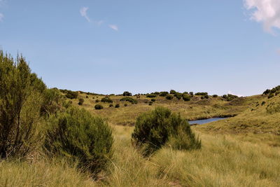 High altitude moorland of mount kenya, mount kenya national park, kenya