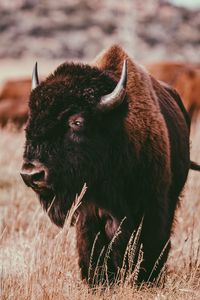 View of bison
