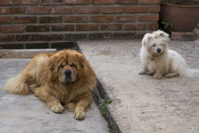 Orange tibetan mastiff with white maltese on concrete terrace