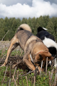 Unleashed instincts. hunting dog unearthing treasures in the field in northern europe