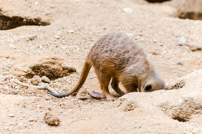 Meerkat digging burrow for guarding and prey 