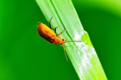 Close-up of insect on leaf