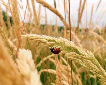 Close-up of ladybug on plant