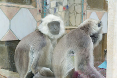 Sheep in zoo