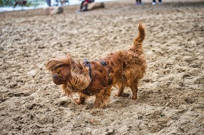 View of dogs on beach