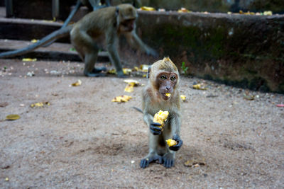 Lion eating fruit on ground