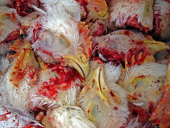 Chopped chicken heads, detail from poultry industry