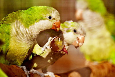 Close-up of parrot feeding