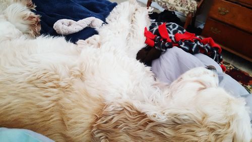 Close-up of cocker spaniel sleeping on sofa