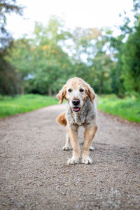 Portrait of dog on road