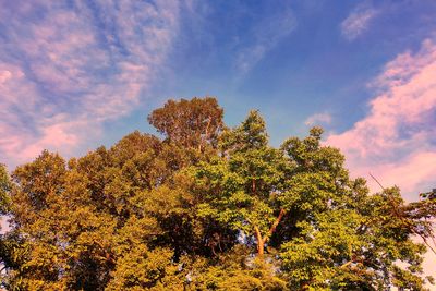 Low angle view of autumnal trees against sky