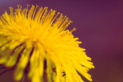 Close-up of yellow flower