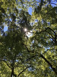 Low angle view of trees against sky