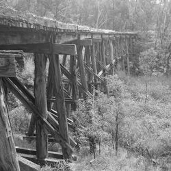 Wooden footbridge in forest