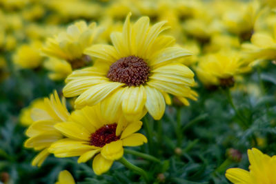 Close-up of yellow flowering plant