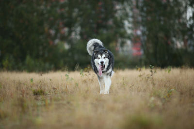 Dog running on field